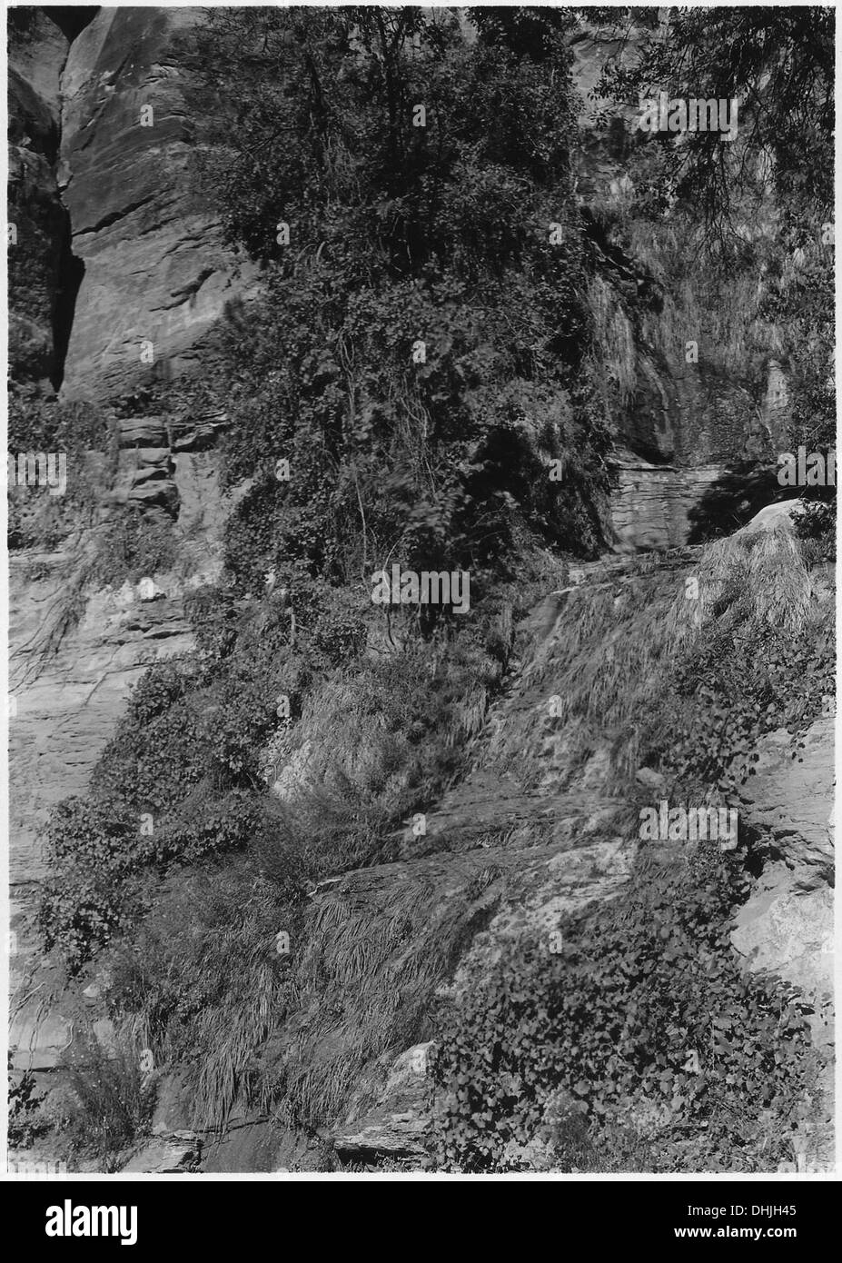 I giardini terrazzati lungo la strada per il Tempio di Sinawava nel Parco Nazionale di Zion, Utah, offrono un paesaggio panoramico e tranquillo. Questi giardini fanno parte della ricca bellezza naturale del parco e dell'ambiente geologicamente unico. Foto Stock