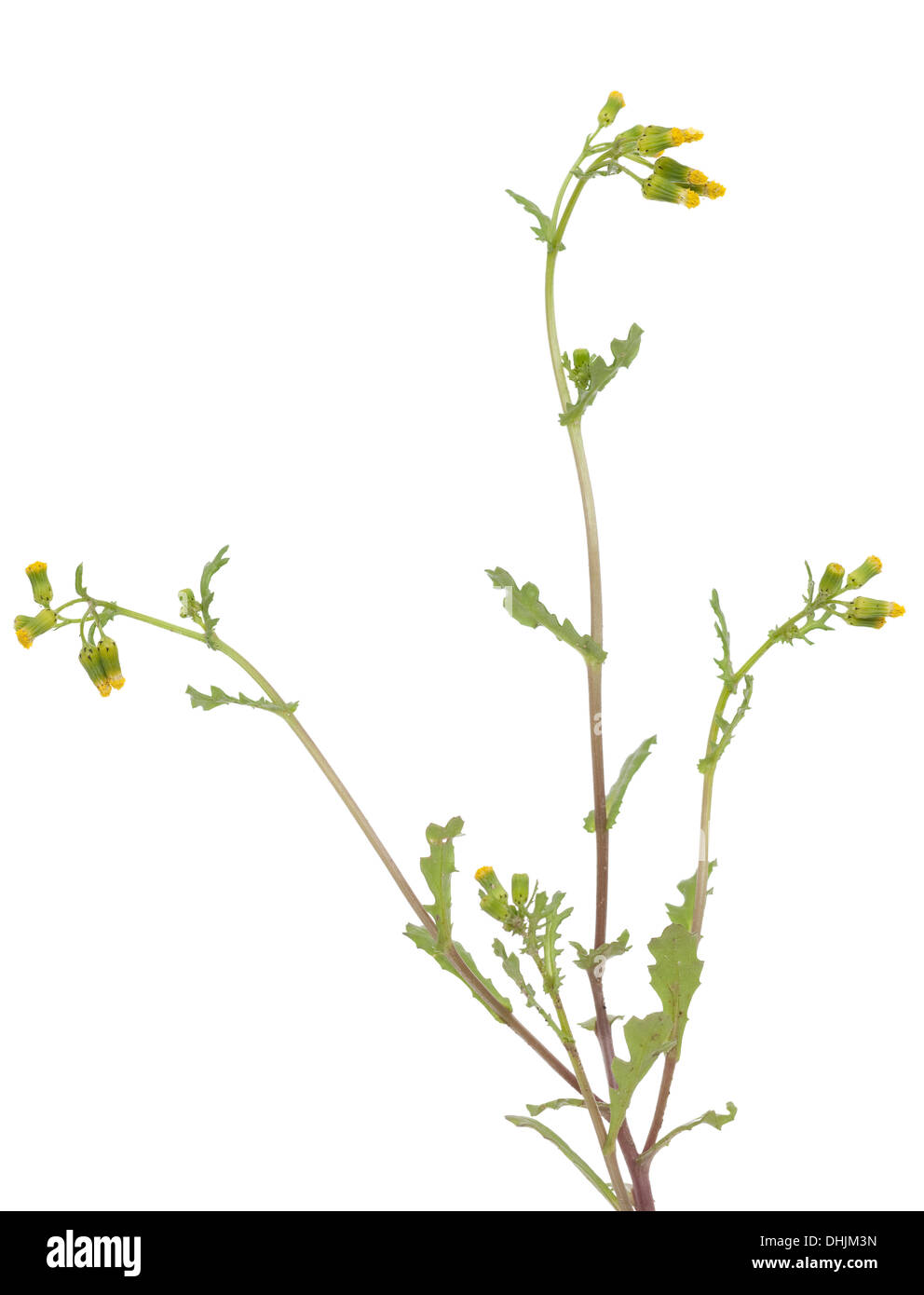 Piccolo fiore giallo (Senecio vulgaris) su bianco Foto Stock
