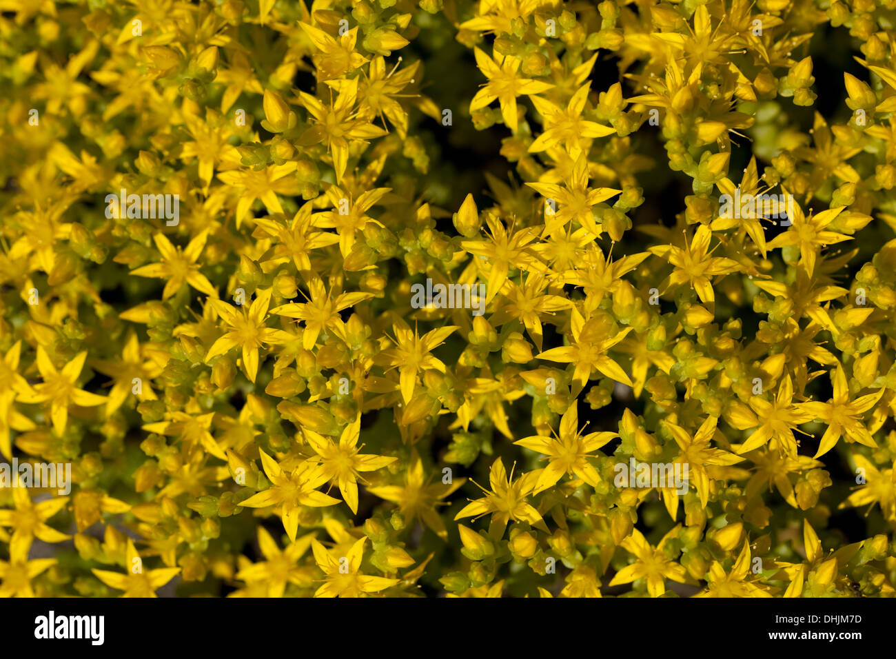 Il giallo fiore piccolo (Sedum acre) come sfondo Foto Stock