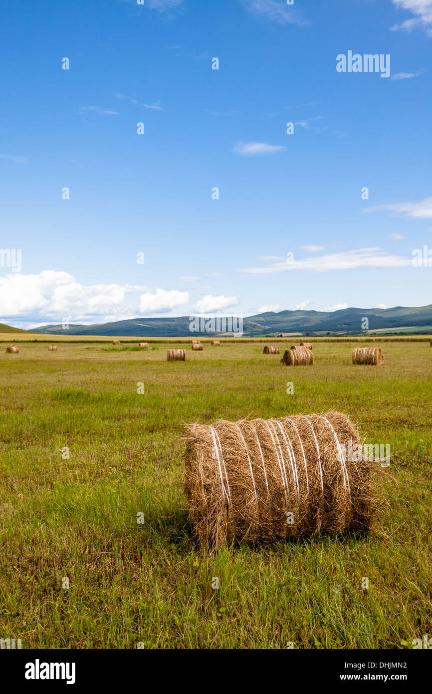 Prato della Mongolia interna Foto Stock