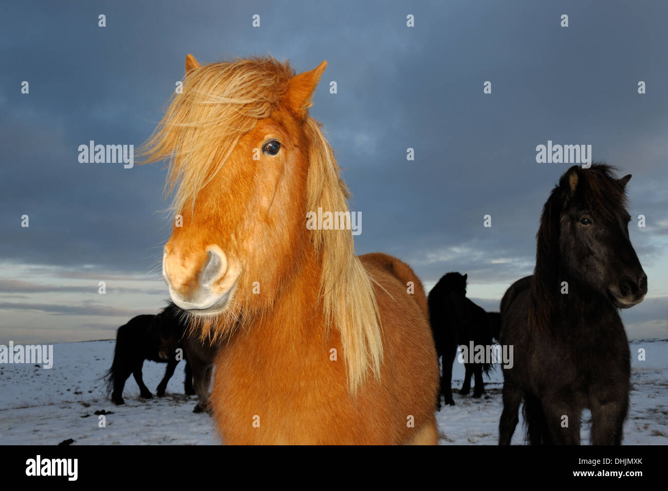 Cavallo islandese ritratto. Foto Stock