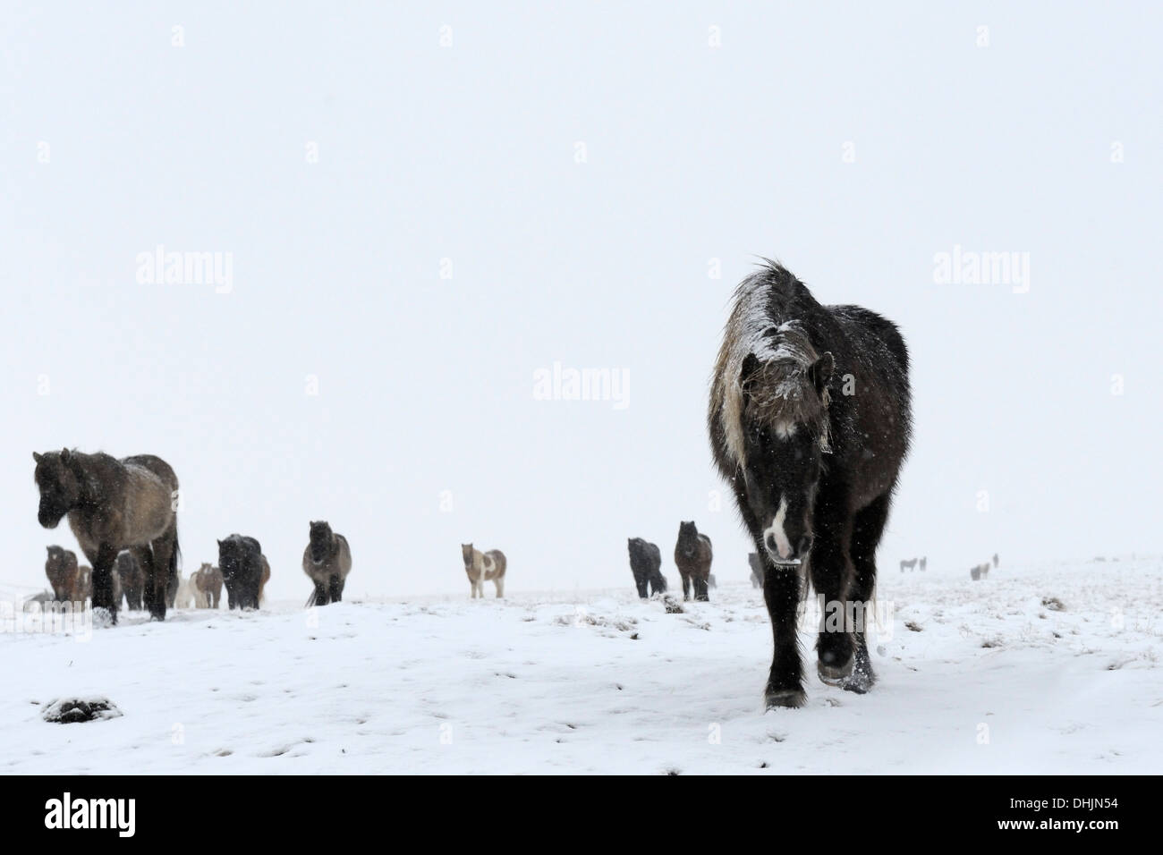 Cavallo islandese in paesaggi innevati. Foto Stock