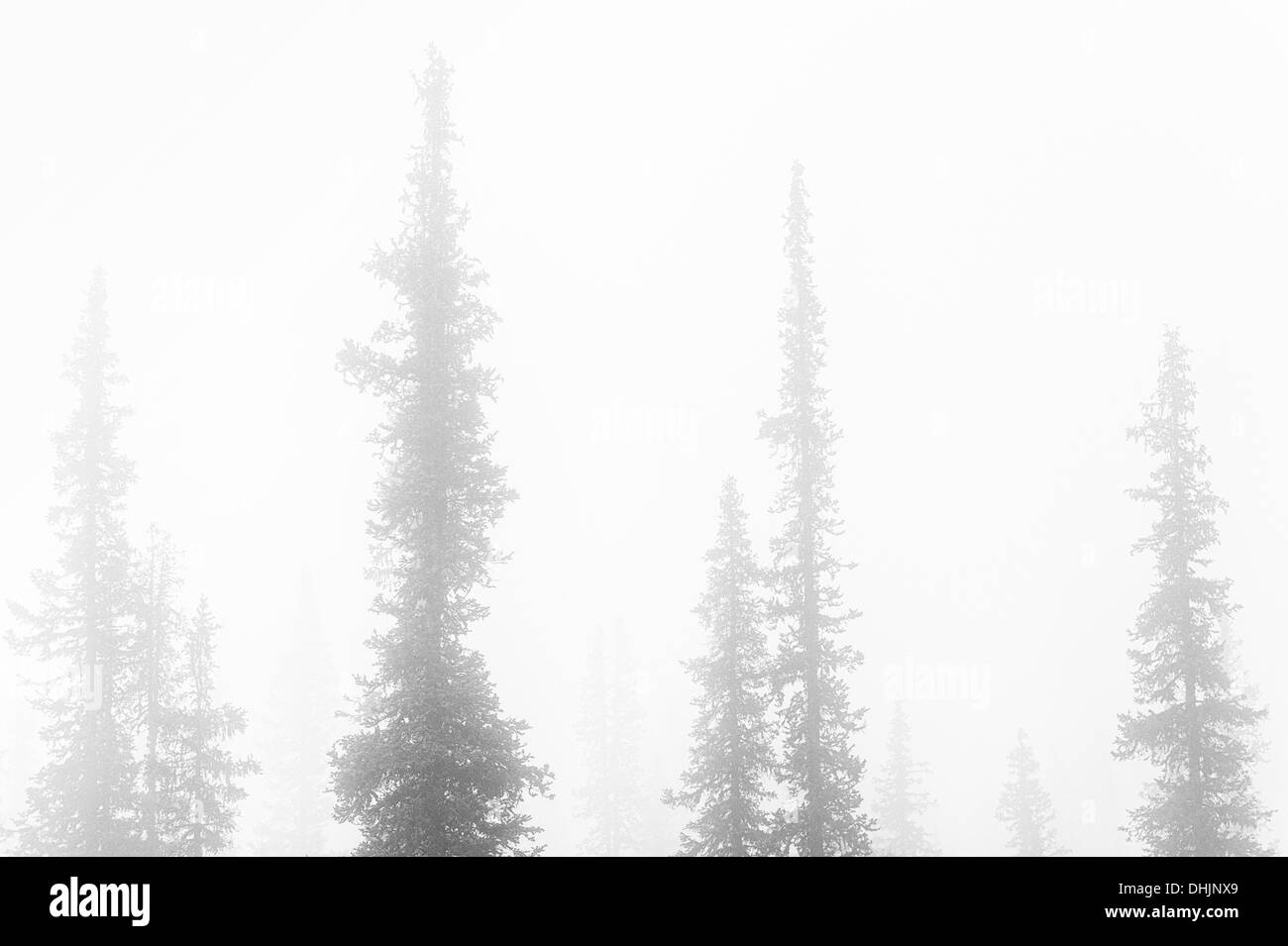 Abeti rossi nella nebbia, Lapponia, Svezia Foto Stock