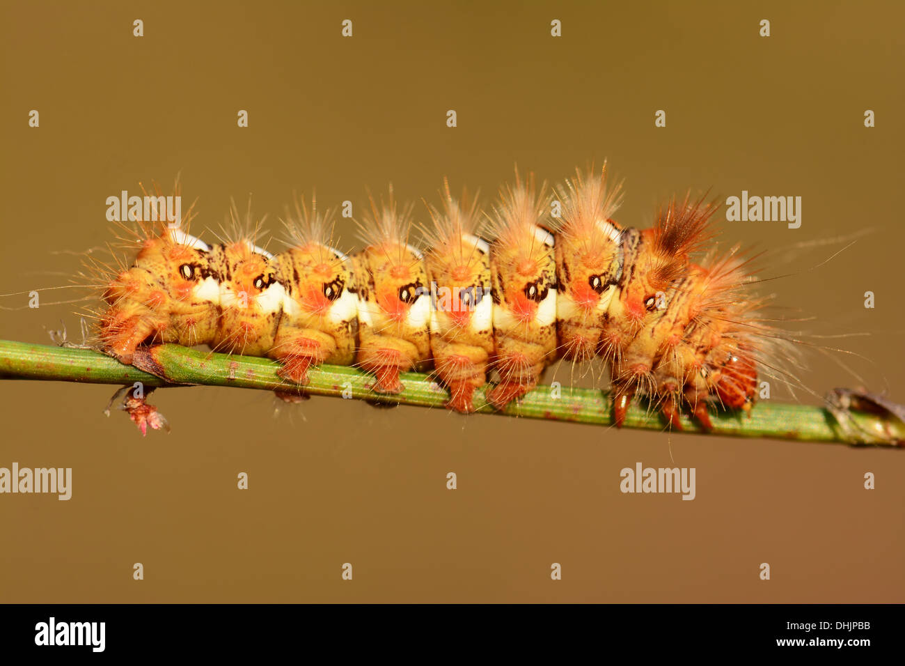 Caterpillar pelose sullo stelo Foto Stock