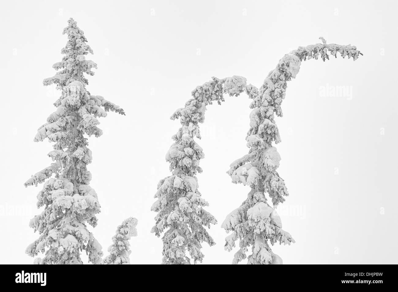 Coperta di neve abeti rossi nella nebbia, Lapponia, Svezia Foto Stock