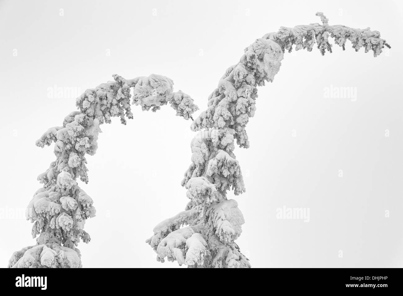 Coperta di neve abeti rossi nella nebbia, Lapponia, Svezia Foto Stock