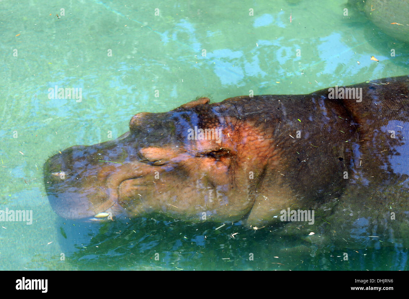 Hippo underwater Foto Stock