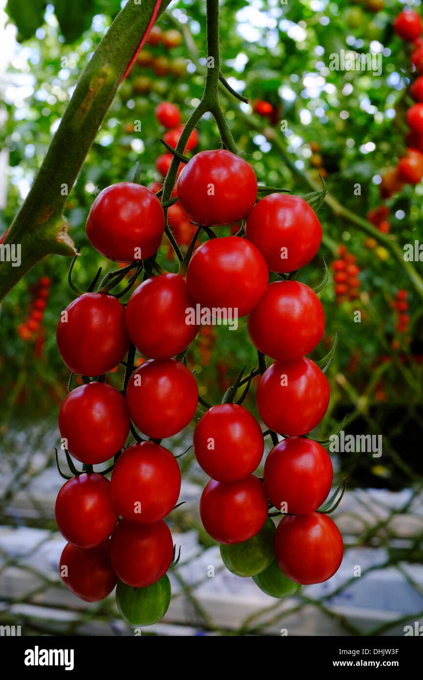 Pomodori crescente sulla vite a serra commerciale, Kent REGNO UNITO Foto Stock