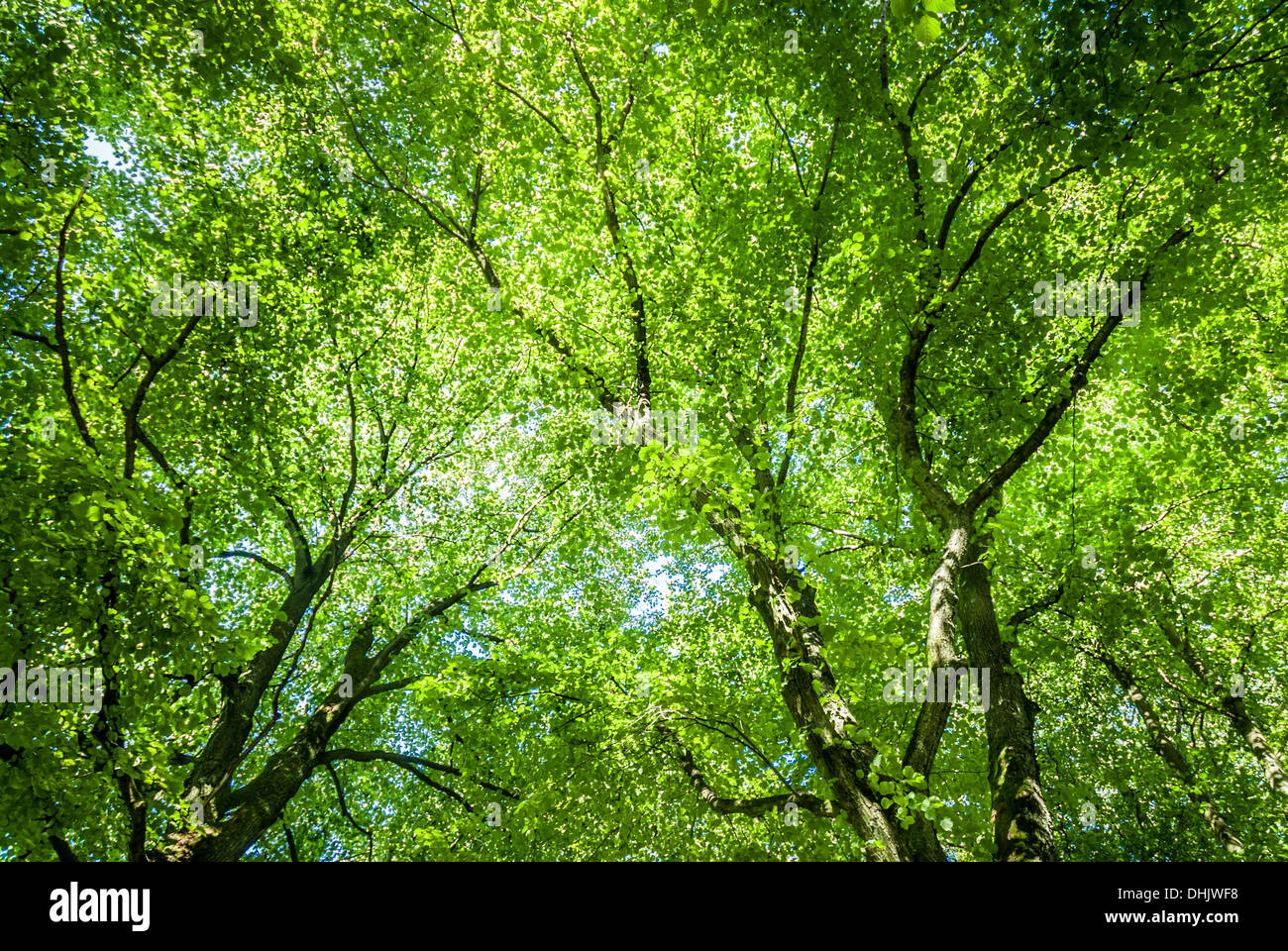 Albero verde sullo sfondo della tettoia. Foto Stock