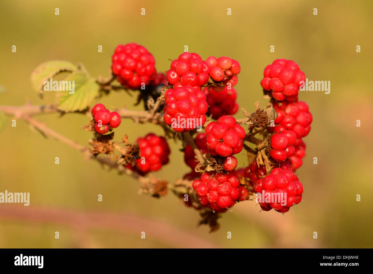 Lampone, frutta nel selvaggio Foto Stock