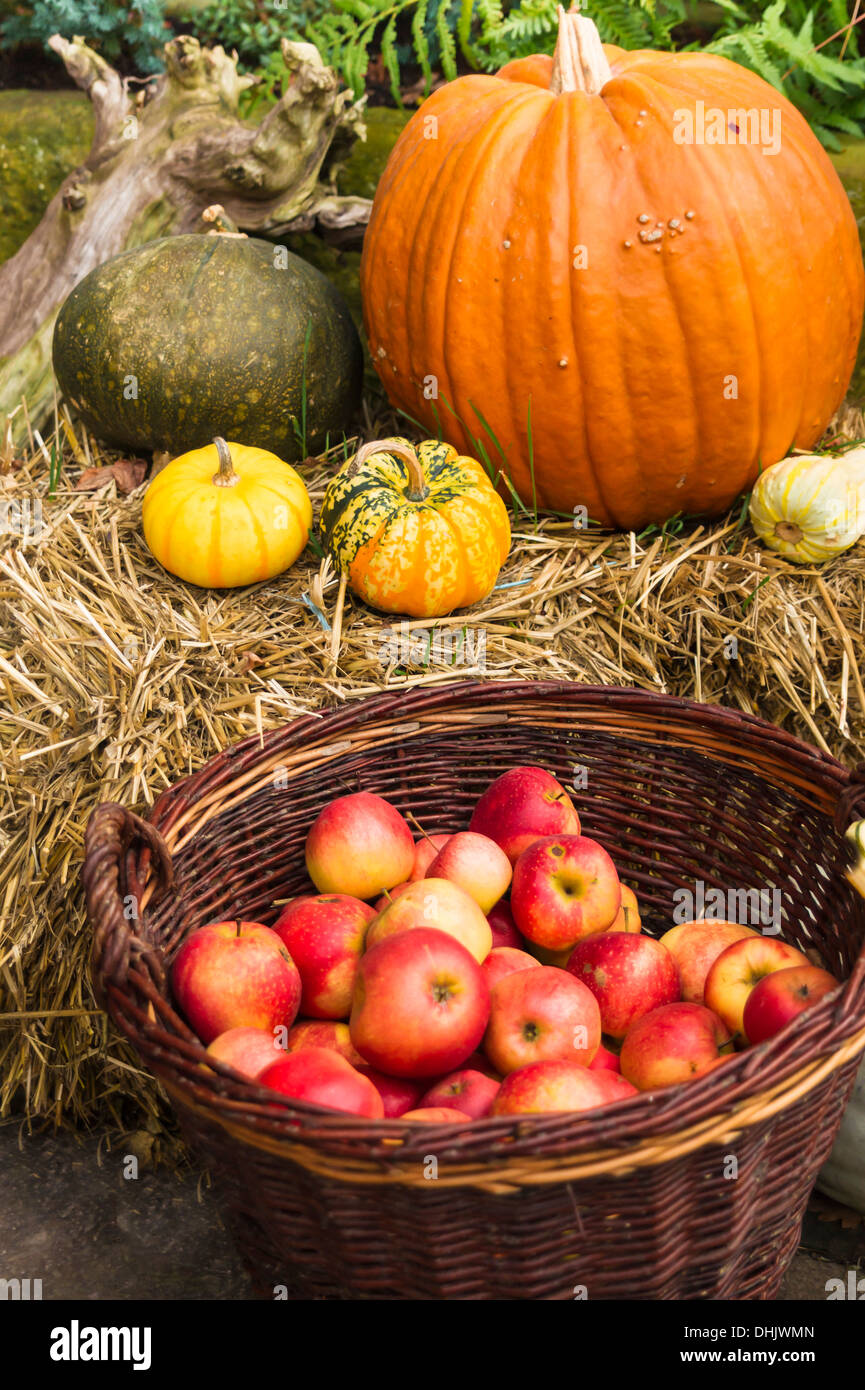 Le zucche su di una balla di paglia, appena raccolto le mele in un cesto di vimini Foto Stock