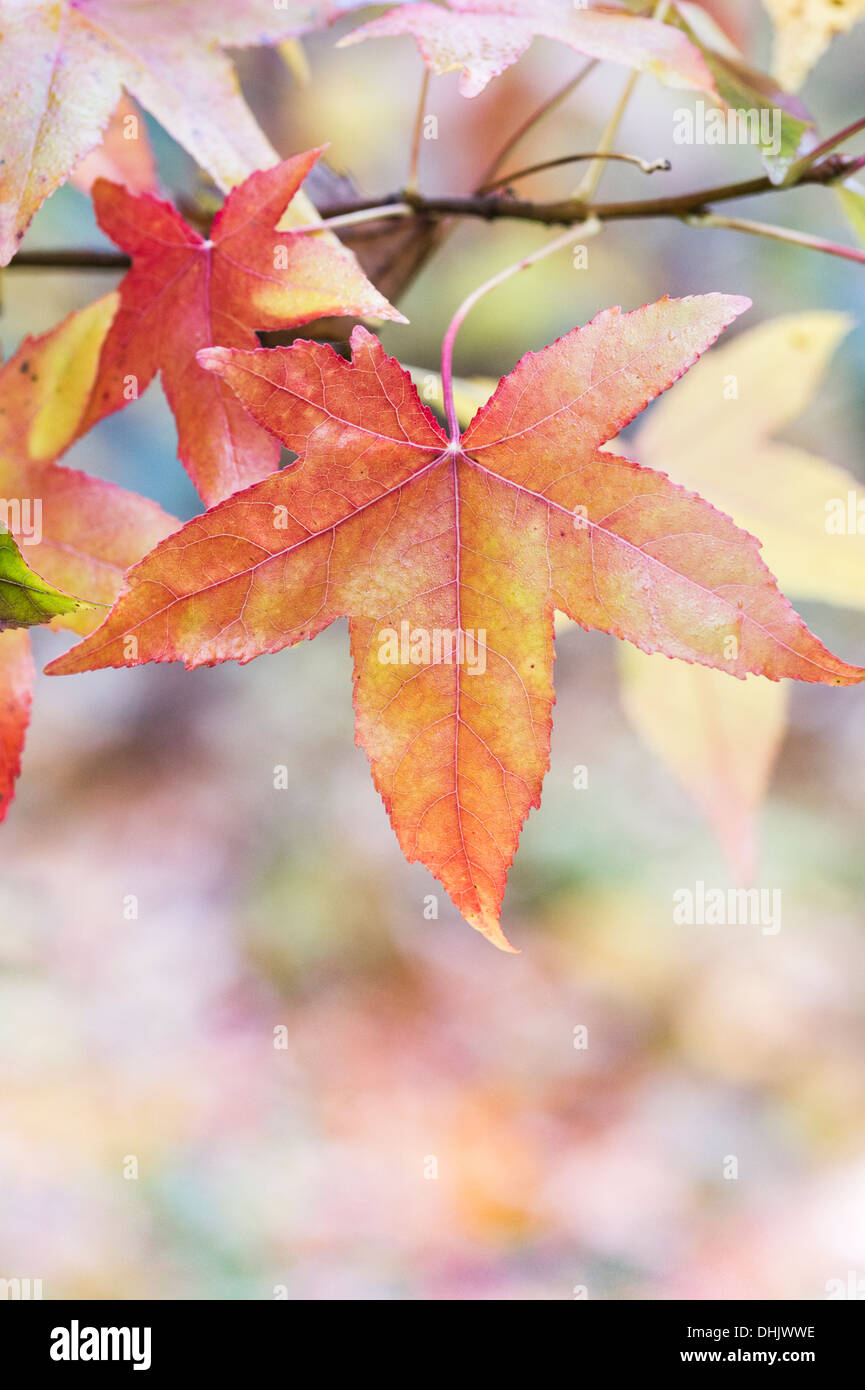Rosso e giallo Foglie di autunno Foto Stock