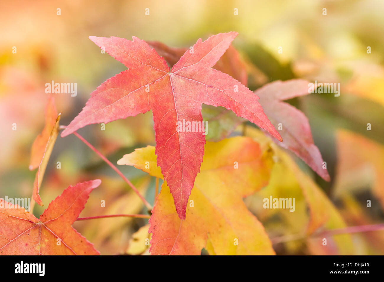 Autunno rosso foglie su un ramo Foto Stock