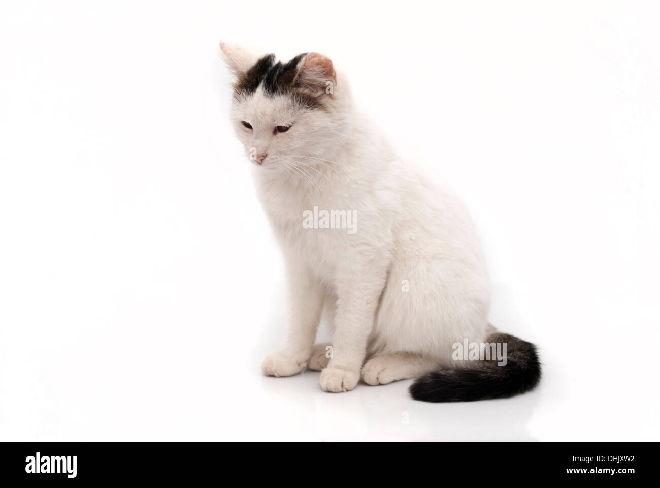 Ritratto di un gatto bianco Foto Stock