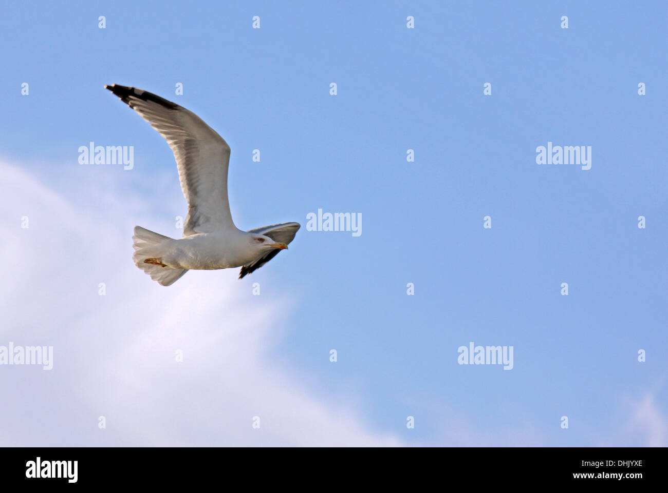 Seagull battenti in un cielo Foto Stock
