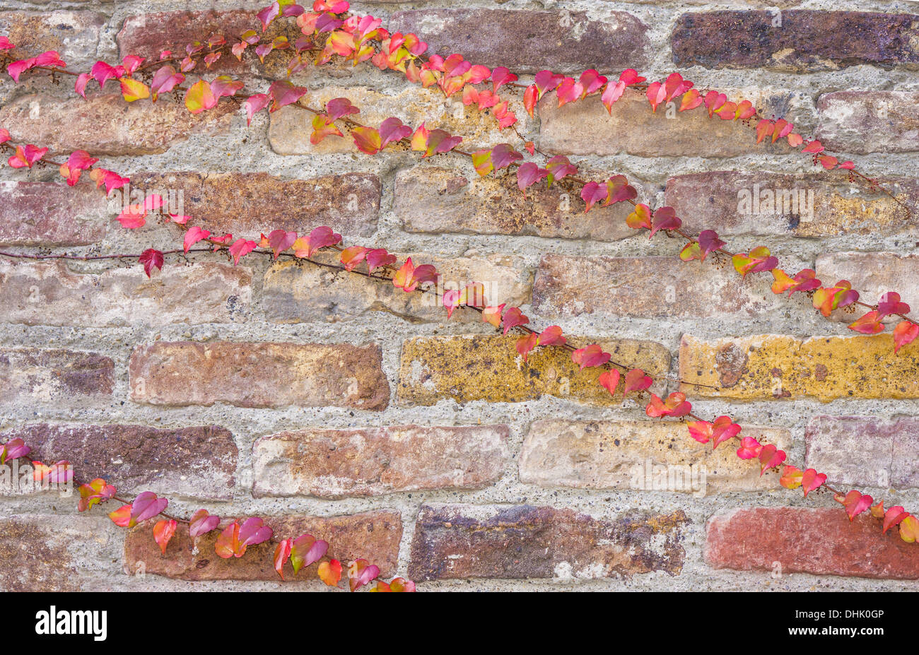 Rosso, giallo e viola tingono ivy viticci su un vecchio muro di mattoni Foto Stock