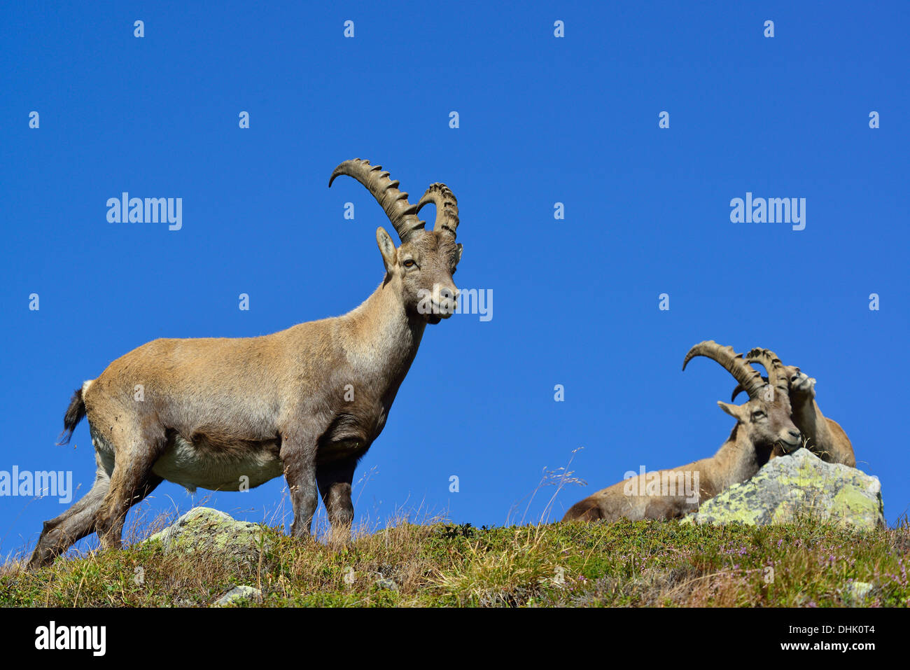 Alpine Ibex, Capra ibex, Mont Blanc range, Chamonix, Savoia, Francia Foto Stock