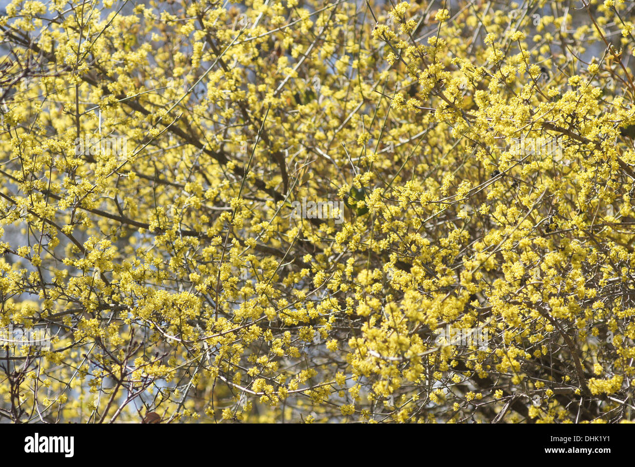 Cornus Mas Foto Stock