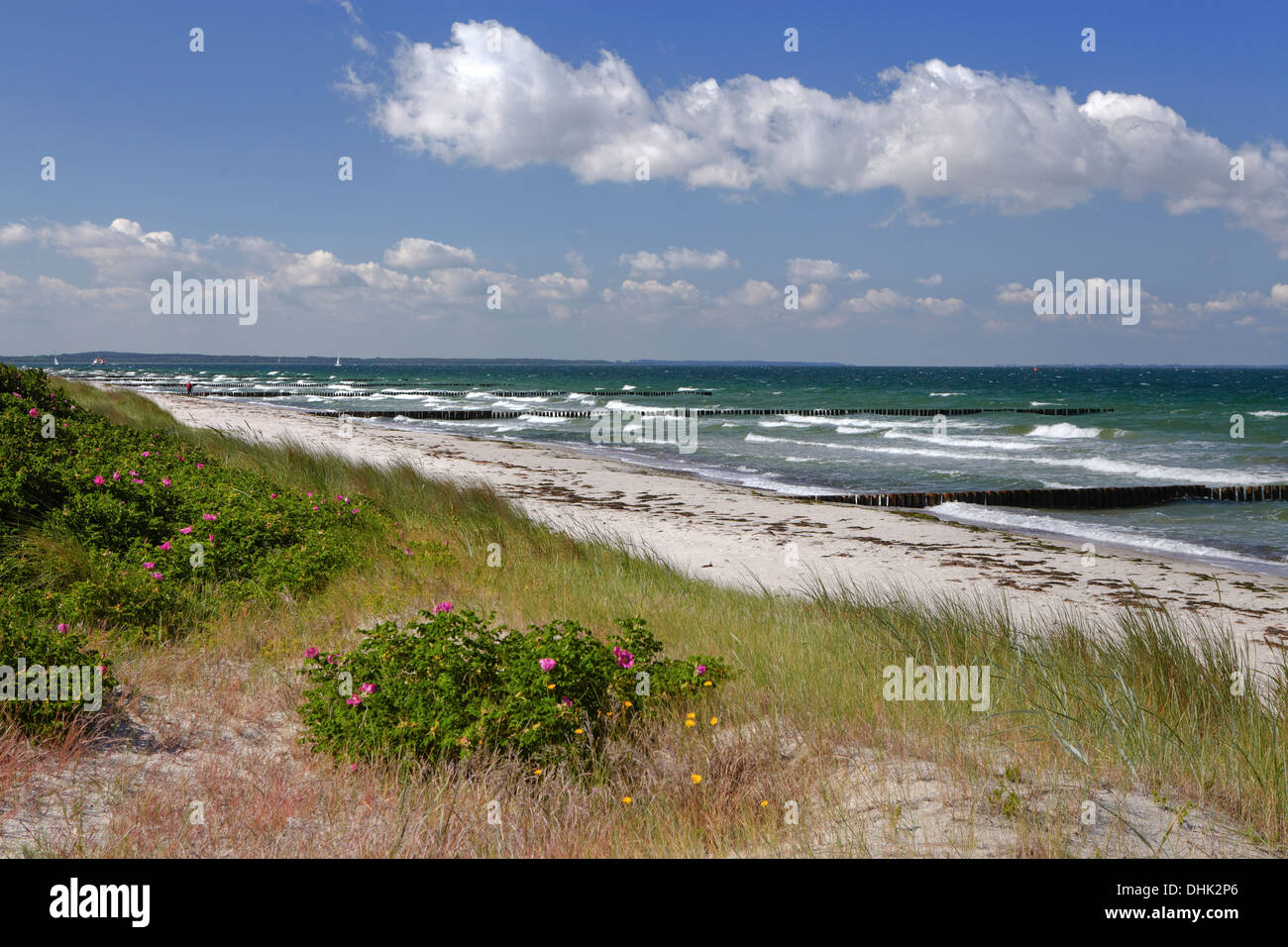 Spiaggia a Gellen sull isola di Hiddensee, costa baltica, Meclemburgo-Pomerania, Germania, Europa Foto Stock