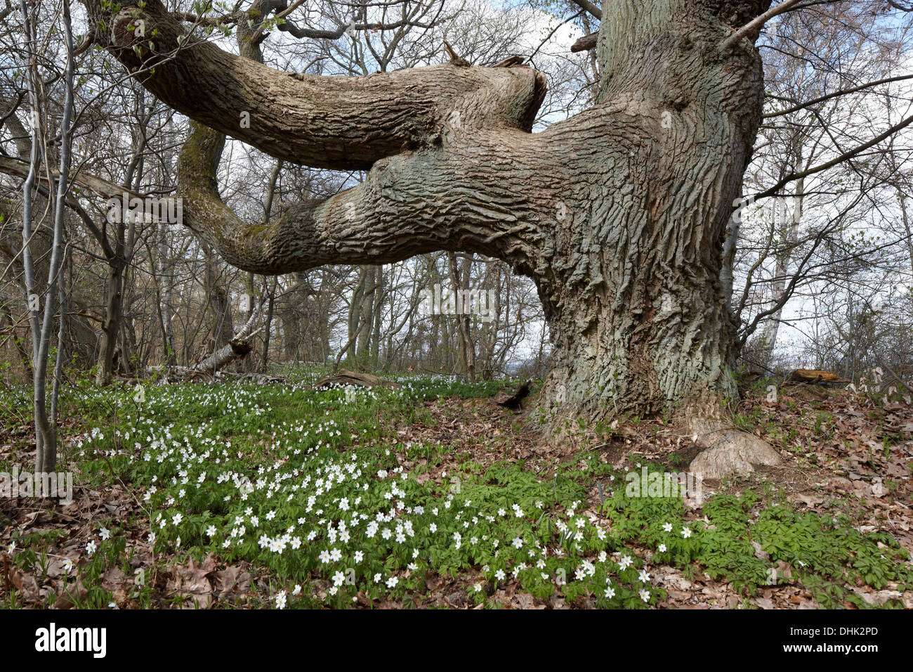 Il vecchio albero di quercia e la fioritura di Anemoni di legno su Vilm isola, costa baltica, Meclemburgo-Pomerania, Germania, Europa Foto Stock
