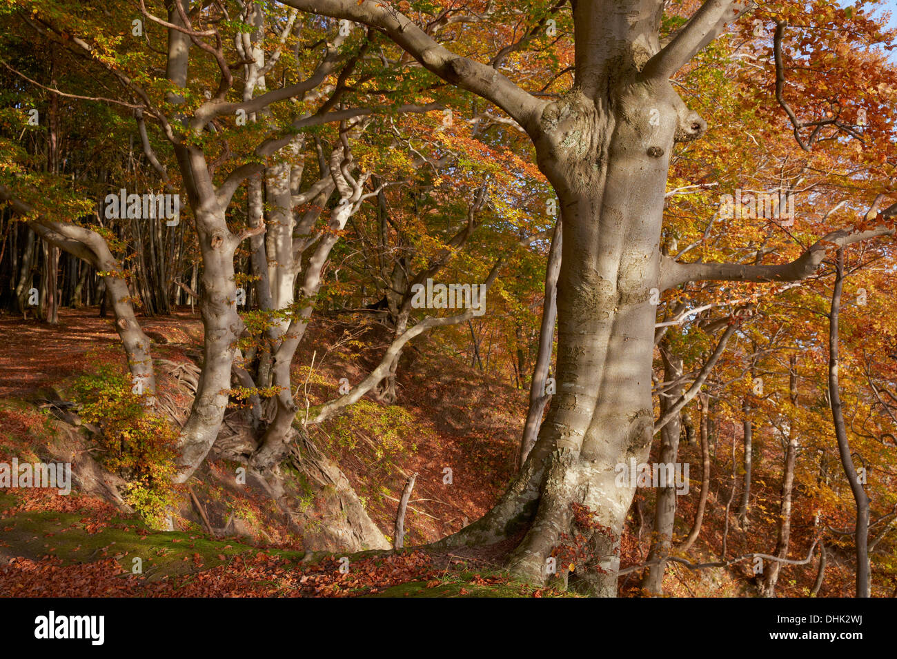 Faggi a Jasmund National Park in autunno, Patrimonio Mondiale dell Unesco, costa baltica, Ruegen isola, Mecklenburg Western Pomerani Foto Stock