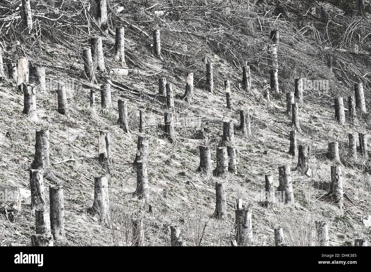 Sawed la foresta di conifere in bianco e nero Foto Stock