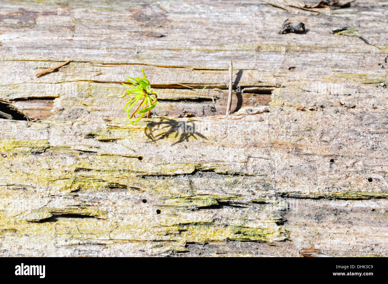 La piantina di un abete in legno vecchio Foto Stock