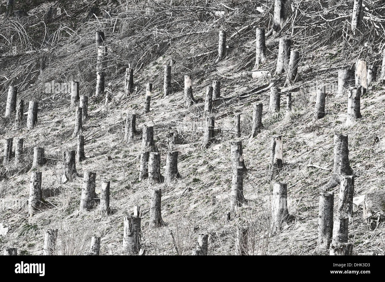 La foresta di conifere sawed via pendenza ripida Foto Stock