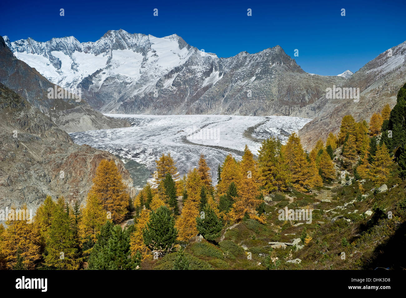 Ghiacciaio di Aletsch e foresta di Aletsch, sito Patrimonio Mondiale dell'UNESCO, Canton Vallese, Svizzera, Europa Foto Stock