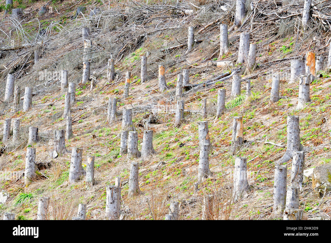 La foresta di conifere sawed via pendenza ripida Foto Stock