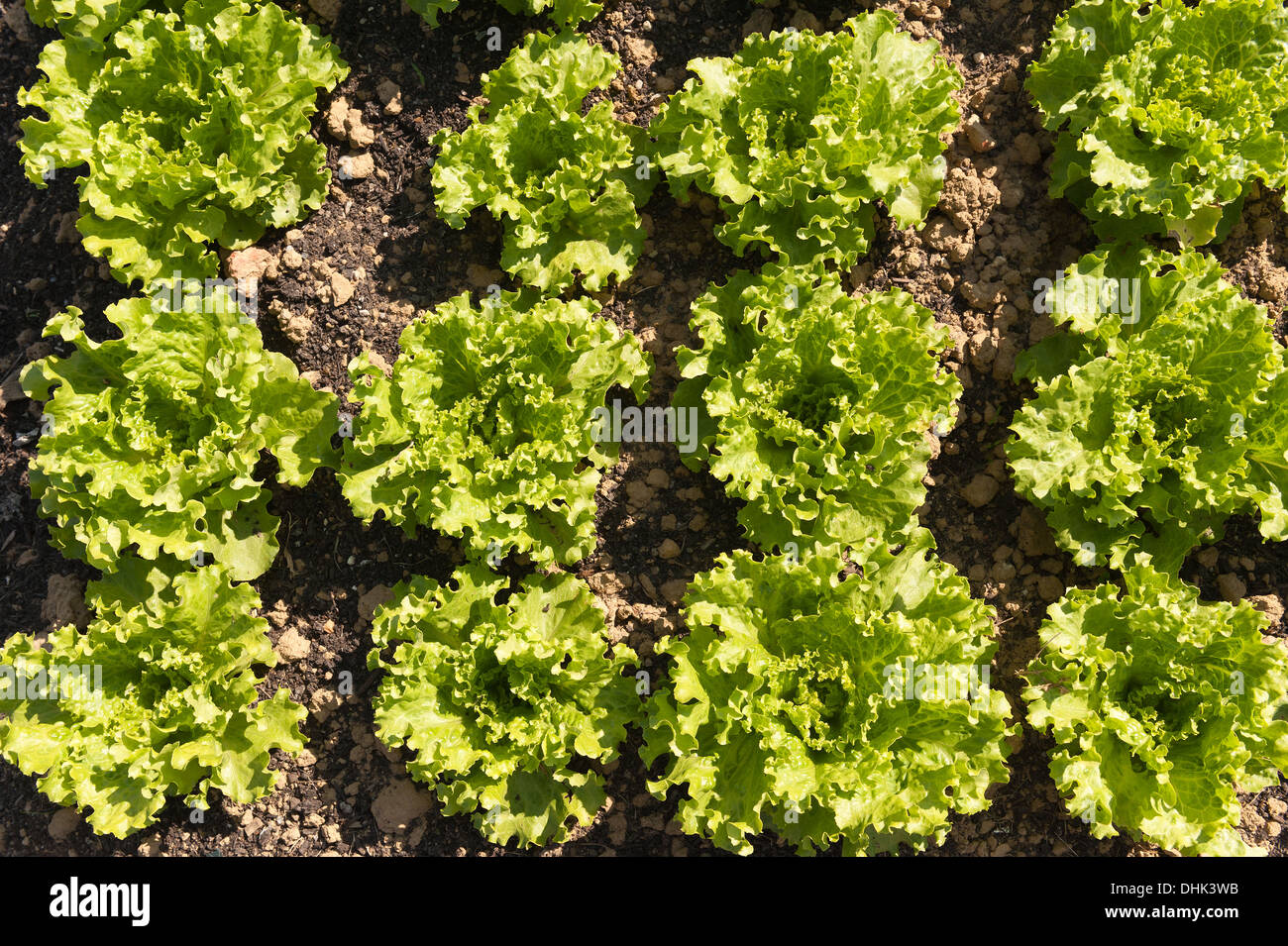 Righe di coltivazione biologica di lattuga iceberg, Lactuca spp, fonte di vitamine esp vit K che mostra il dettaglio di semina nel metodo di allevamento Foto Stock