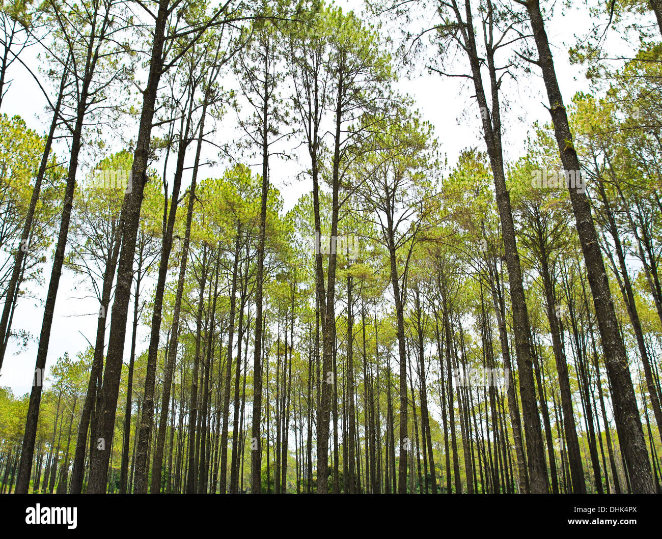 La foresta di conifere Foto Stock