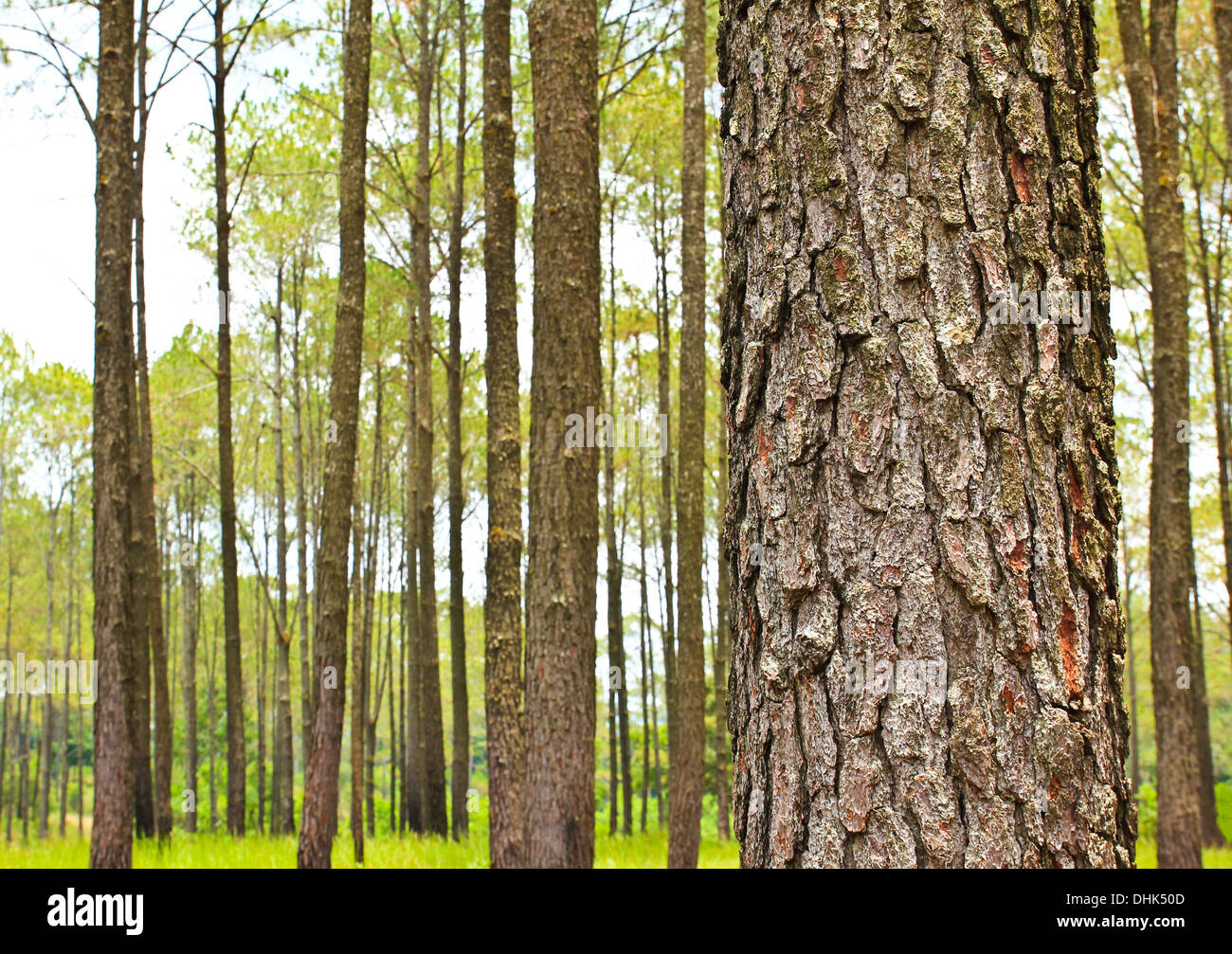 La foresta di conifere Foto Stock