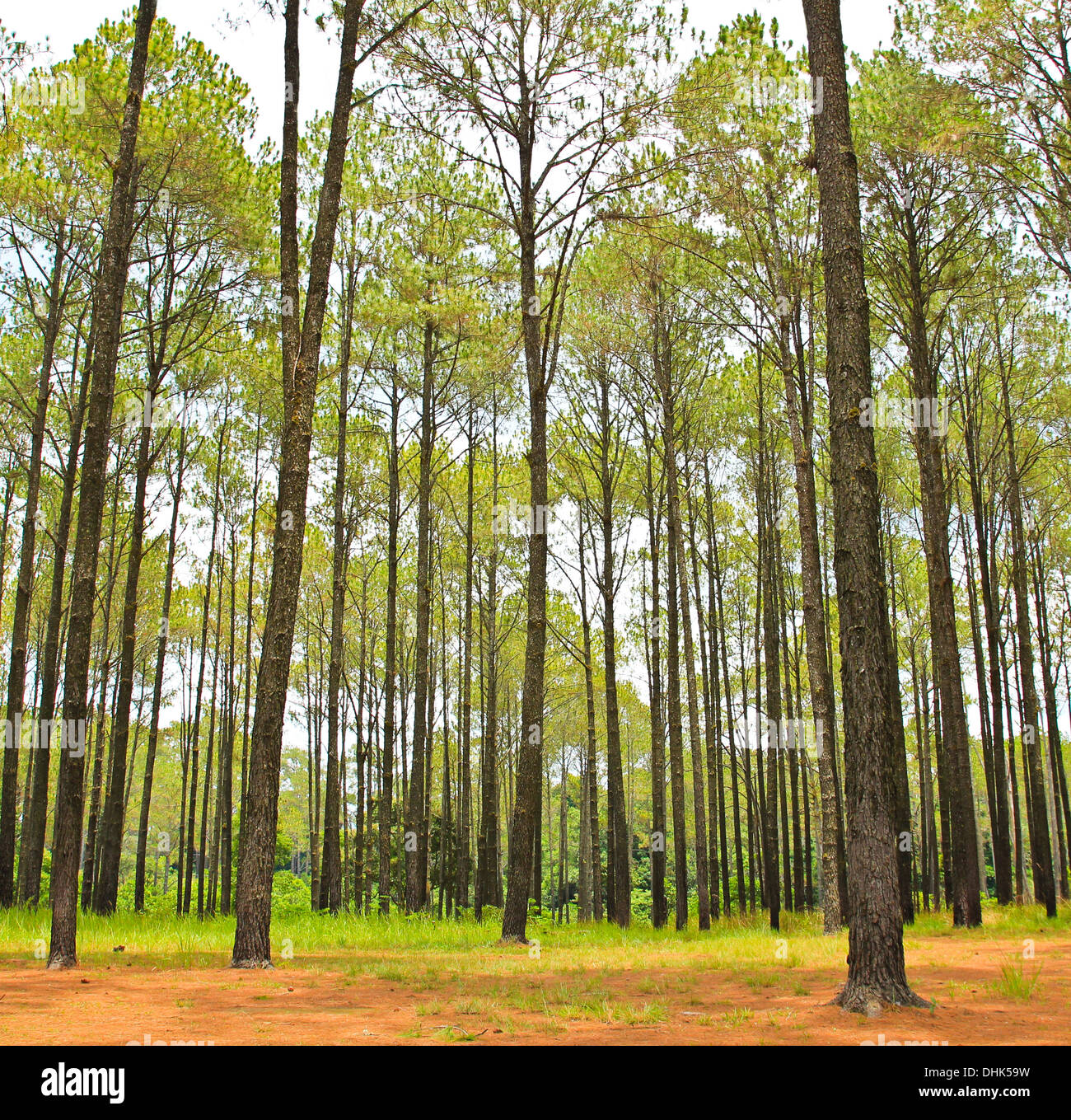 La foresta di conifere Foto Stock
