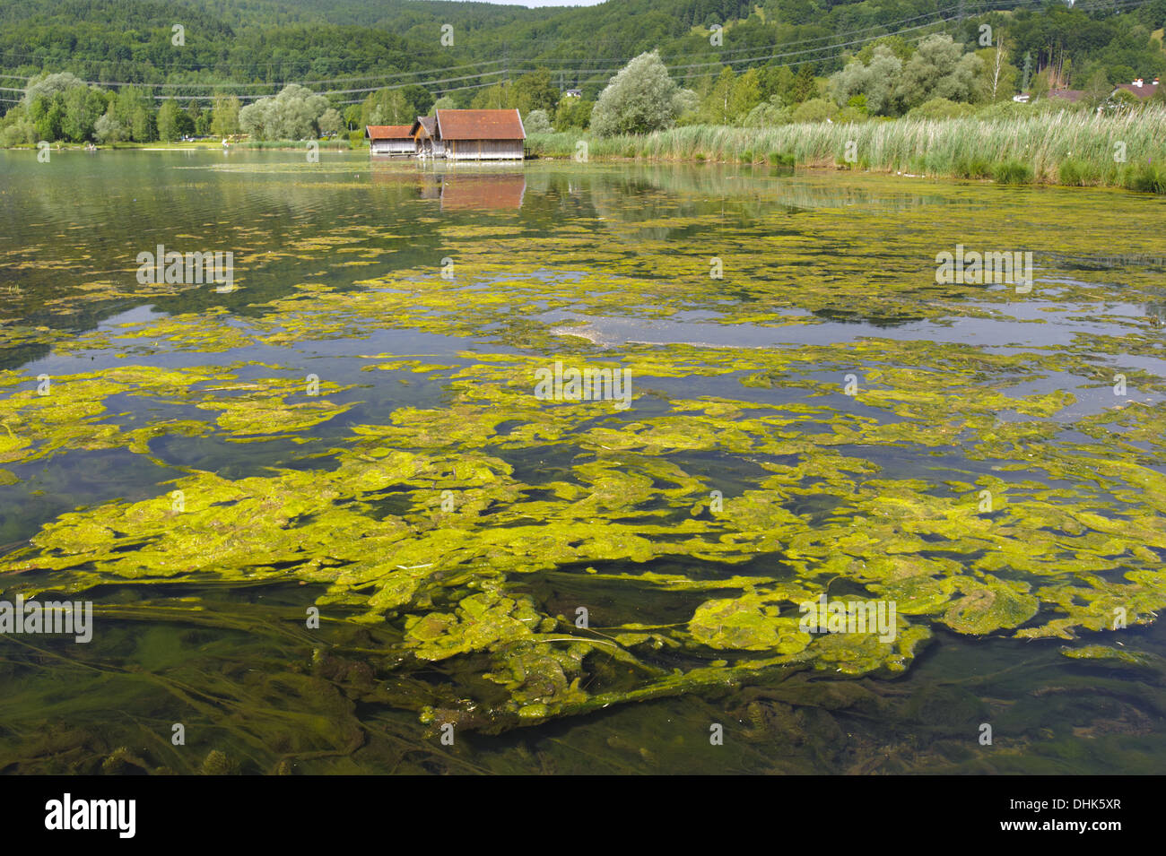 Inquinamento di alghe nel lago in Baviera Foto Stock