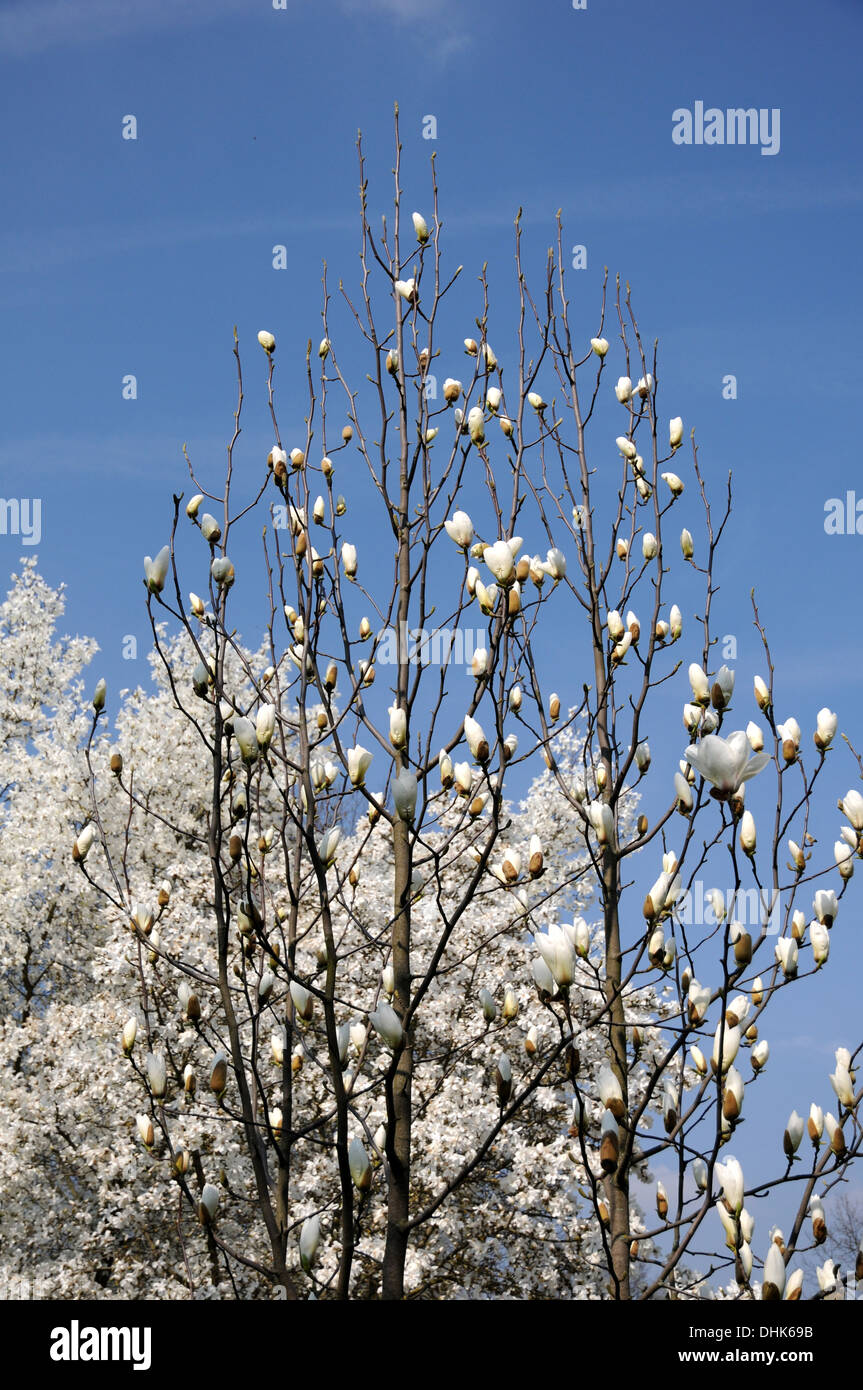 Magnolia Yulan Foto Stock