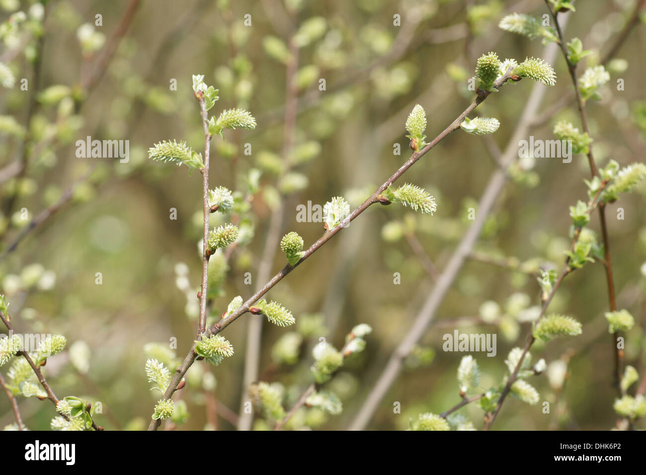 Orecchio-salice Foto Stock