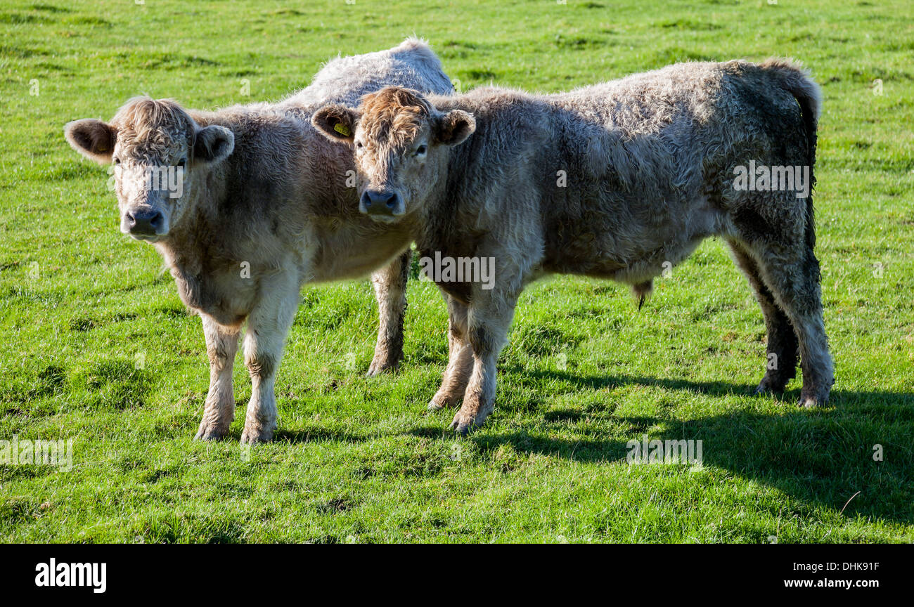 Torelli in un campo nei pressi di Tonfanau, Tywyn, Gwynedd, Galles Foto Stock