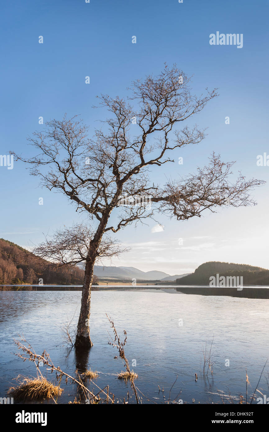 Albero in Loch Pityoulish in Spey & Badenoch, Scozia. Foto Stock