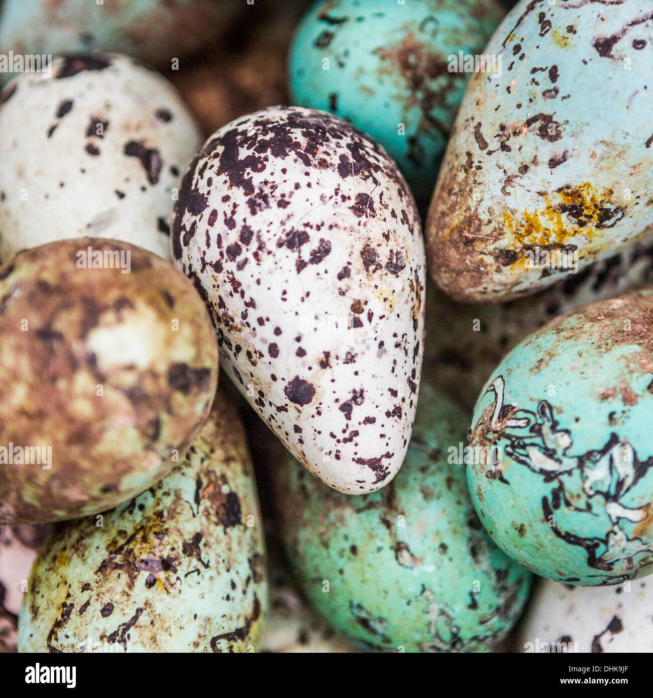 Comune di Guillemot uova (Uria aalge), Ingolfshofdi, Islanda Foto Stock