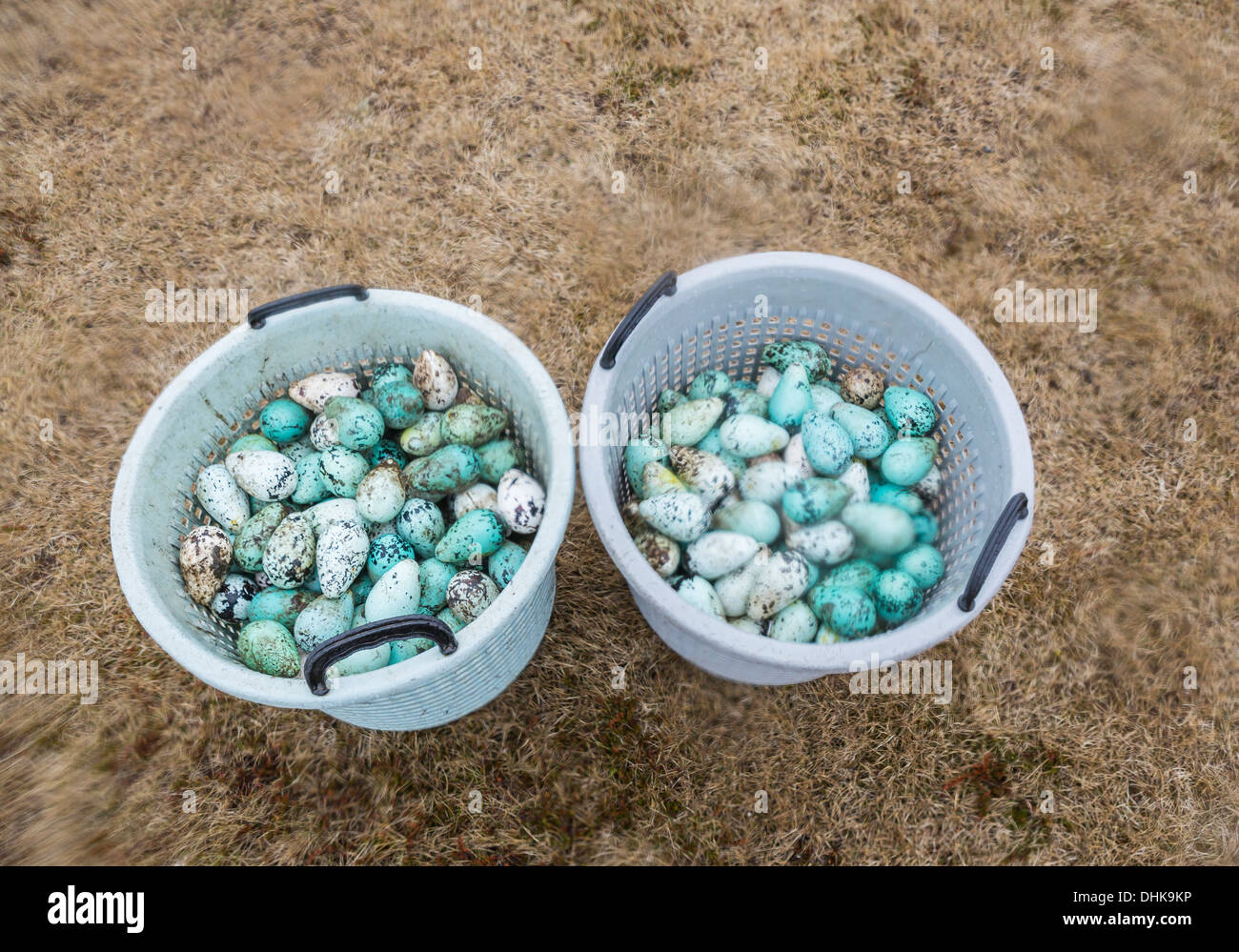 Comune di Guillemot uova (Uria aalge), Ingolfshofdi, Islanda Foto Stock