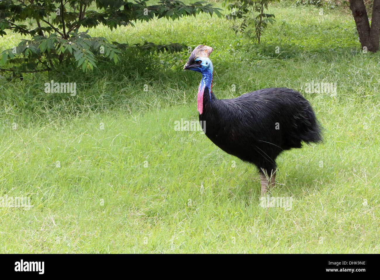 casuari Foto Stock
