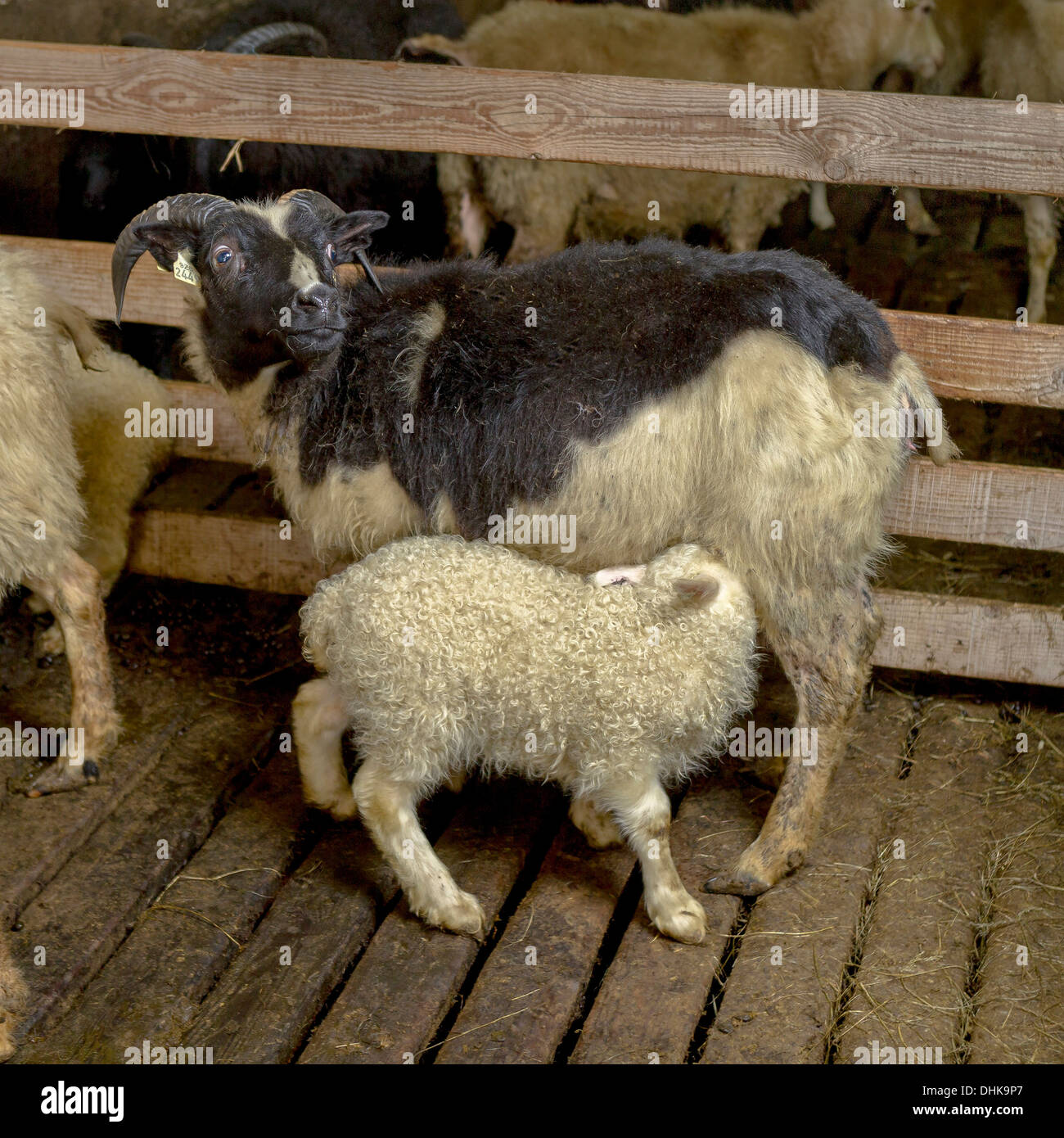 Agnello neonato alimentazione da pecora, Islanda Orientale Foto Stock