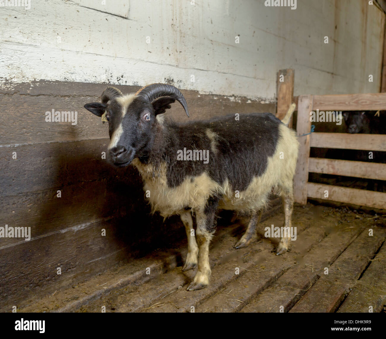 Pecore nel fienile, Islanda Foto Stock