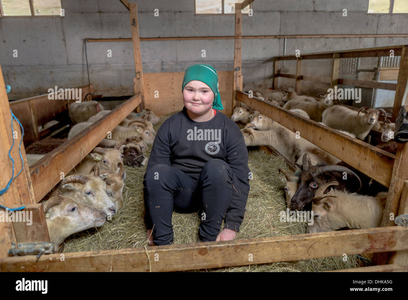 Ragazzo in fienile di pecora, orientale, Islanda Foto Stock