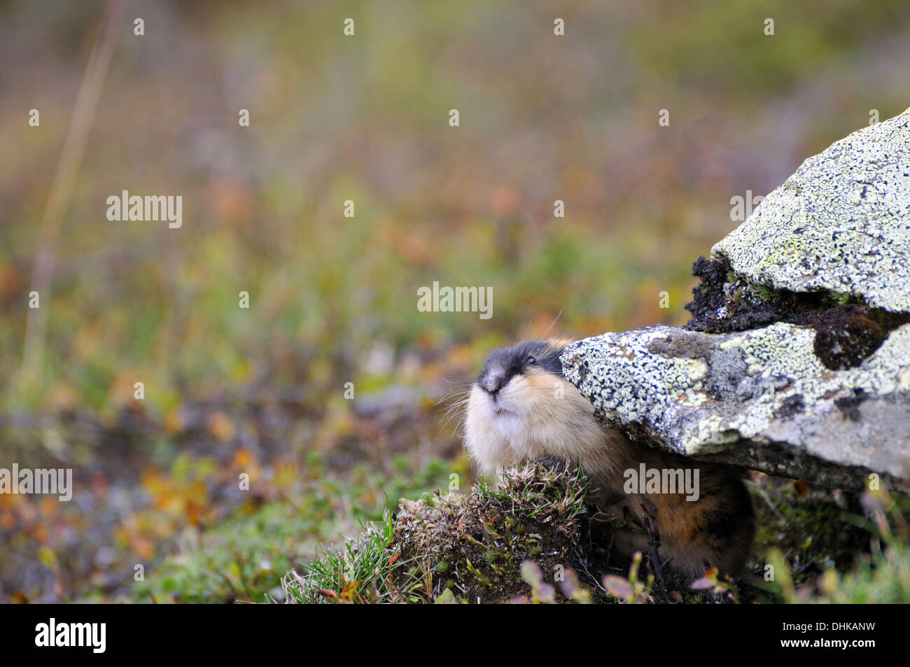 Lemming dal collare Foto Stock