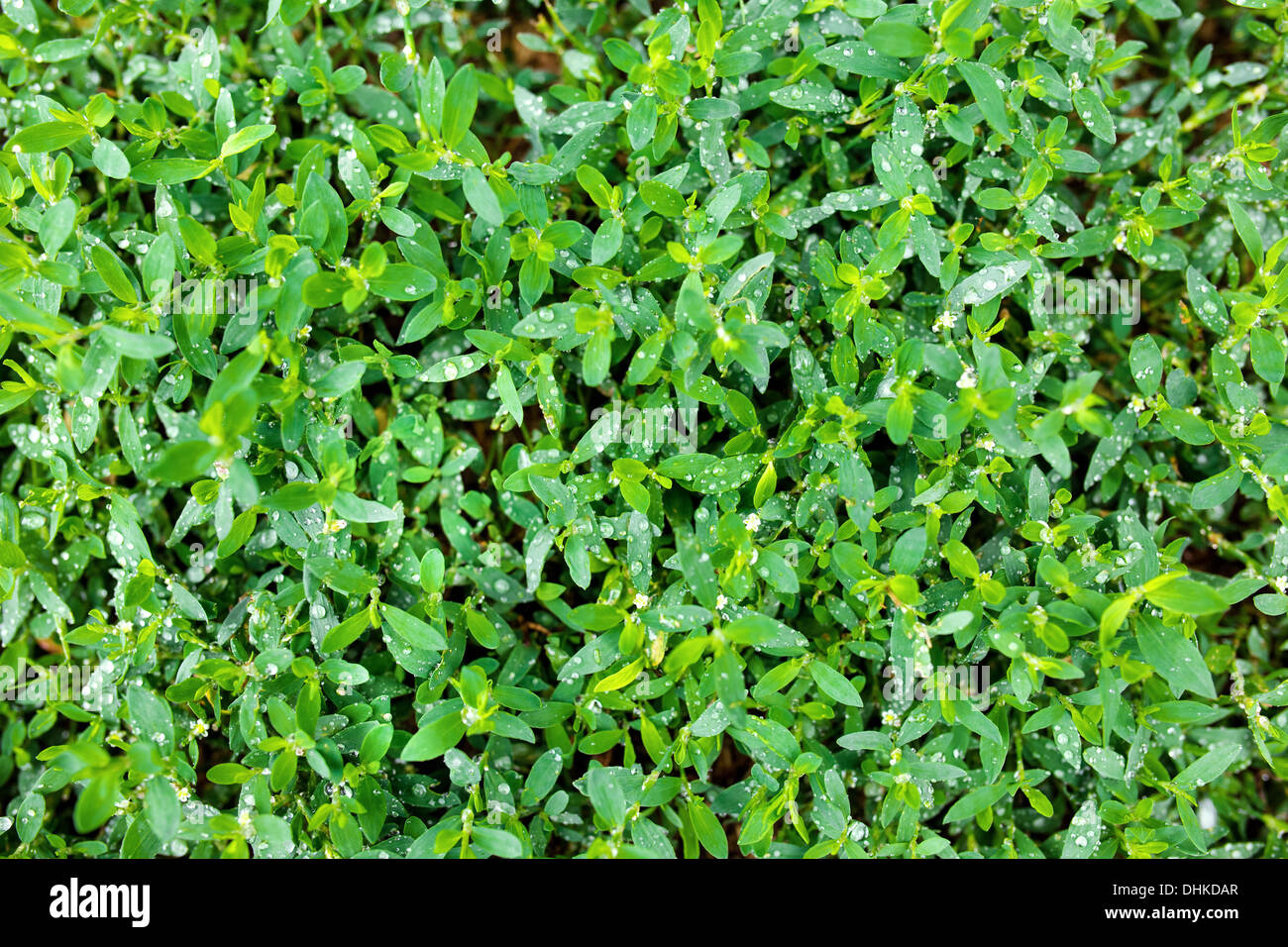 Fresco di erba verde con gocce d'acqua Foto Stock