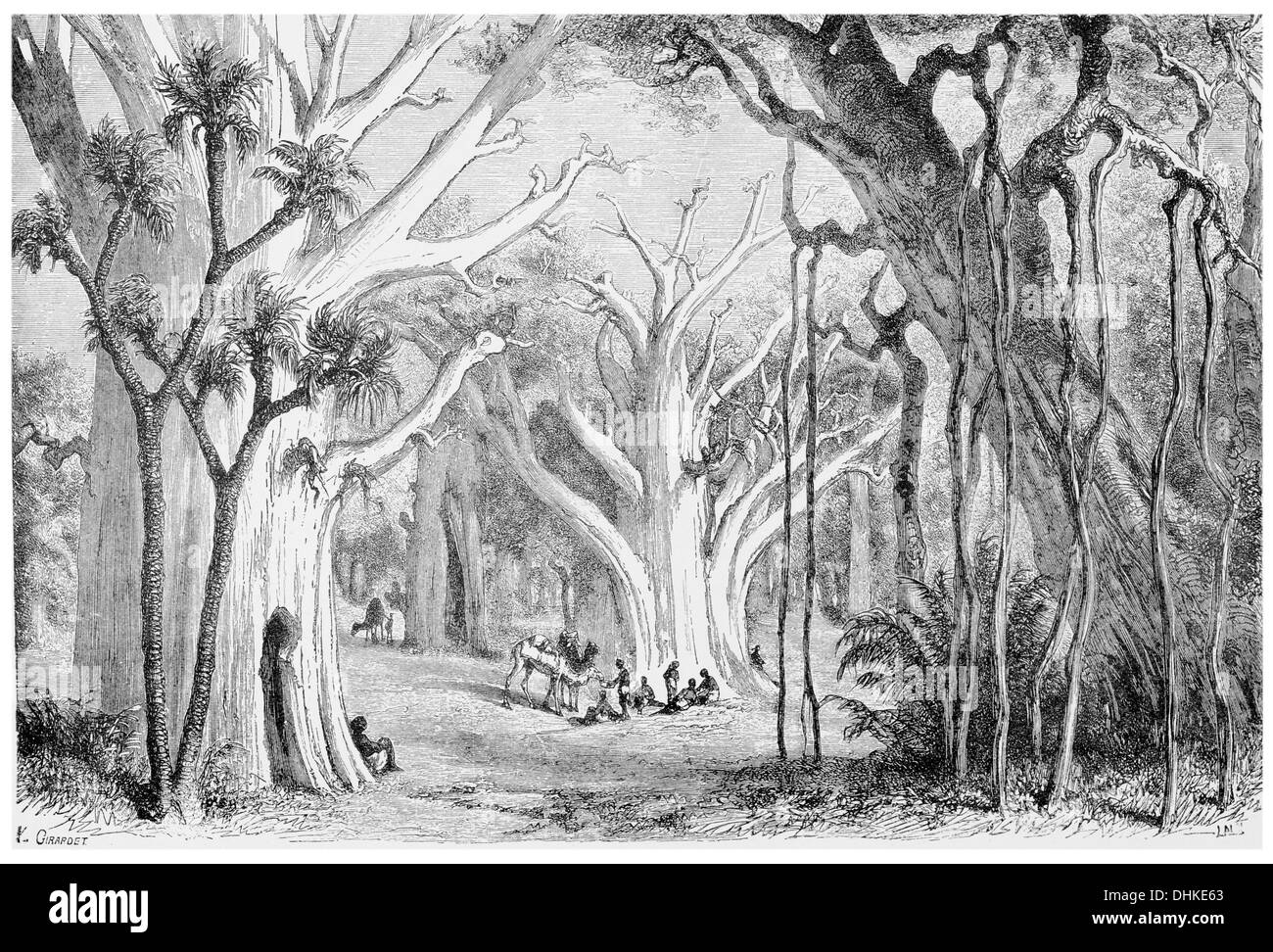 1888 foreste vergini a fazogl Foto Stock