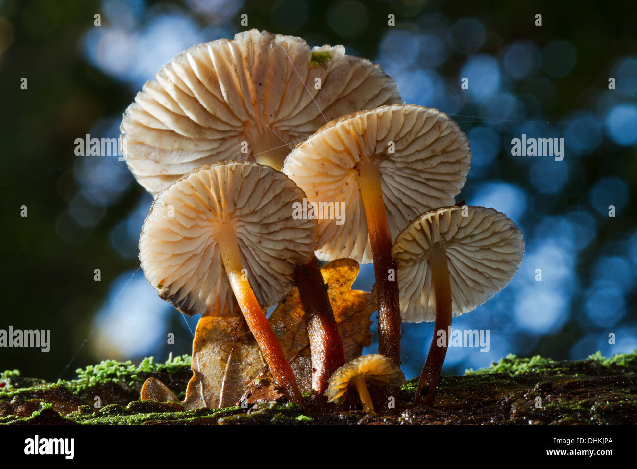 Un gruppo di piccoli funghi su un tronco di albero Foto Stock