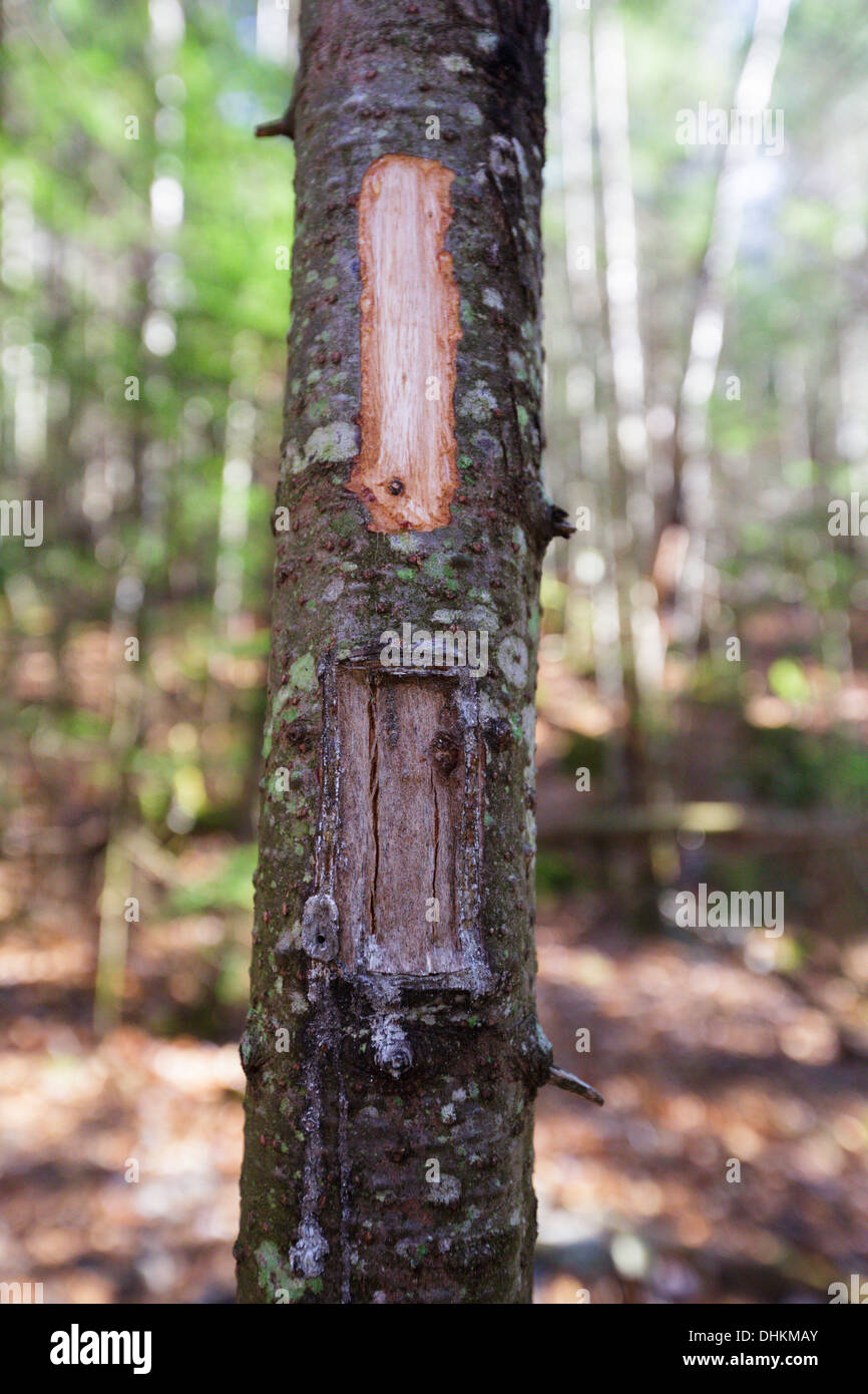 Segnavia / blaze scolpiti nel legno di conifera albero Foto Stock